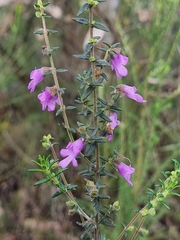 Prostanthera decussata