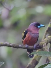 Eurylaimus javanicus