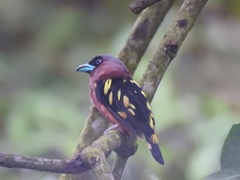 Eurylaimus javanicus