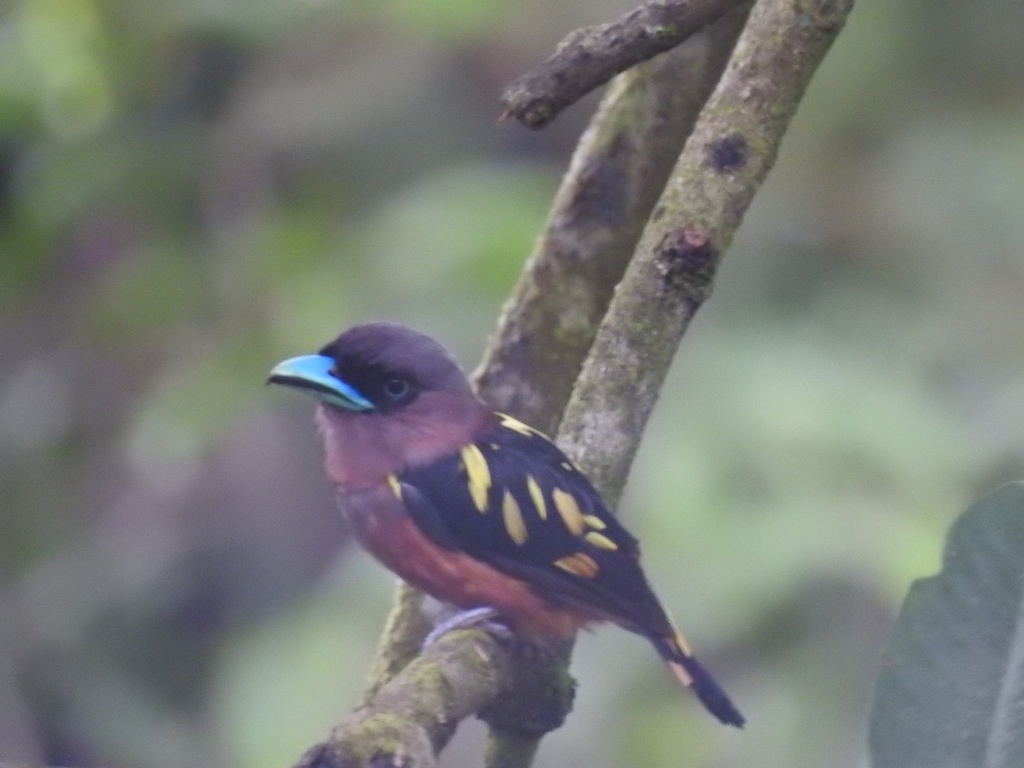 Banded Broadbill