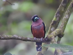 Eurylaimus javanicus