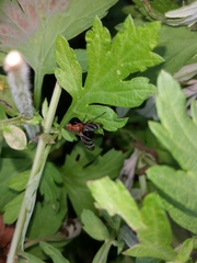 Tritoxa incurva