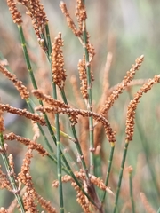Allocasuarina diminuta