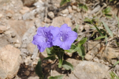 Ruellia lactea