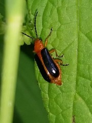 Phyllobrotica limbata