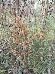Allocasuarina diminuta