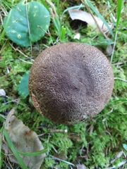 Porphyrellus sordidus