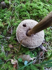 Porphyrellus sordidus