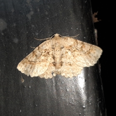 Bryoptera subbrunnea