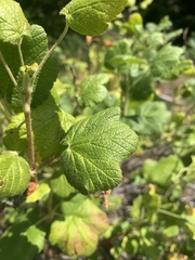 Ribes viscosissimum