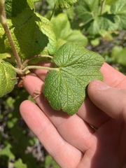 Ribes viscosissimum