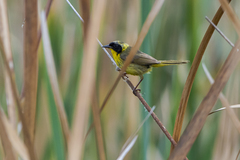Geothlypis trichas chapalensis