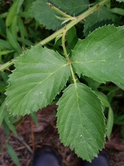Rubus pascuus