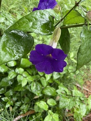 Thunbergia erecta