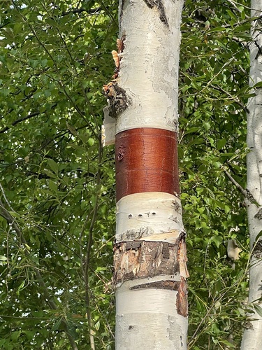 Alaska Paper Birch