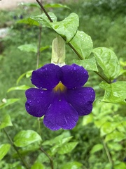 Thunbergia erecta