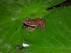 Polypedates leucomystax