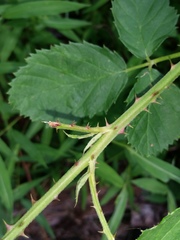 Rubus pascuus