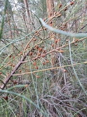 Allocasuarina diminuta