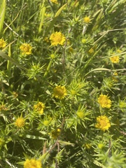 Centromadia parryi congdonii