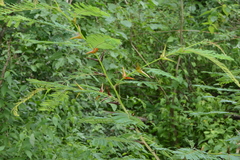 Vachellia hindsii