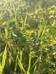 Centromadia parryi congdonii