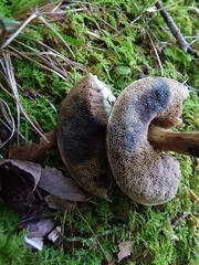 Porphyrellus sordidus