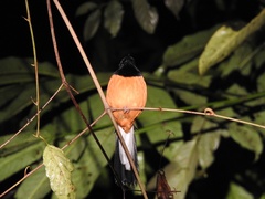 Copsychus stricklandii stricklandii