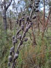 Allocasuarina diminuta