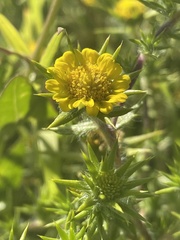 Centromadia parryi congdonii