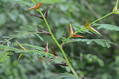 Vachellia hindsii
