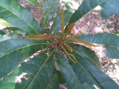 Buchanania arborescens