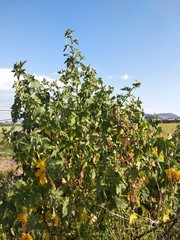 Kearnemalvastrum lacteum