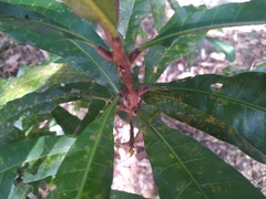 Buchanania arborescens