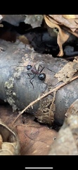 Polyrhachis lamellidens