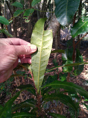 Buchanania arborescens