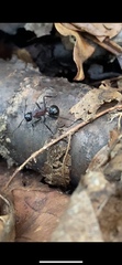Polyrhachis lamellidens