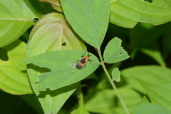 Oxychalepus balyanus