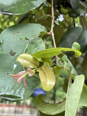 Dendrophthoe falcata