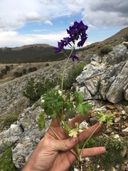 Delphinium polycladon