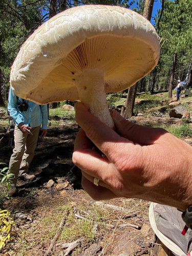 iNaturalist observation photo of Giant Sawgill