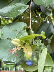 Dendrophthoe falcata