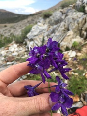 Delphinium polycladon