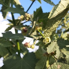 Kearnemalvastrum lacteum