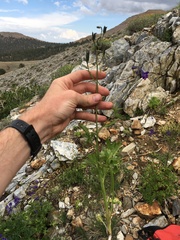 Delphinium polycladon