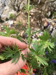 Delphinium polycladon