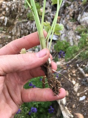 Delphinium polycladon