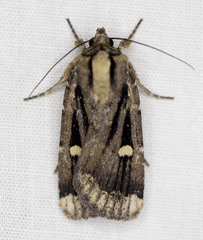 Abagrotis