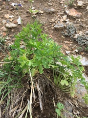 Delphinium polycladon