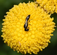 Spilomena